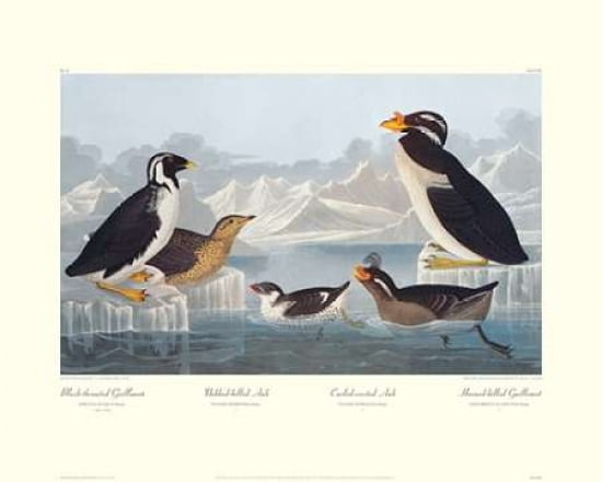 Black-throated Guillemot and Nobbed-billed Auk (decorative border) Canvas Art - John James Audubon (24 x 30)