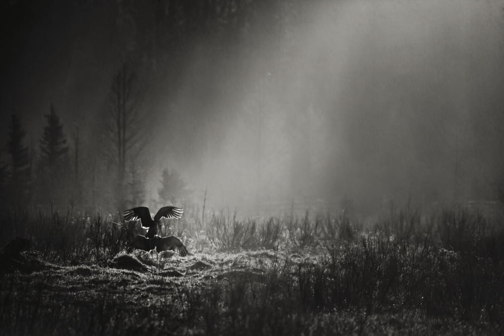 Black and white photo of pair of sandhill cranes (grus canadensis) perform their mating ritualRocky mountain house alberta canada Canvas Art - Roberta Murray Design Pics (38 x 24)