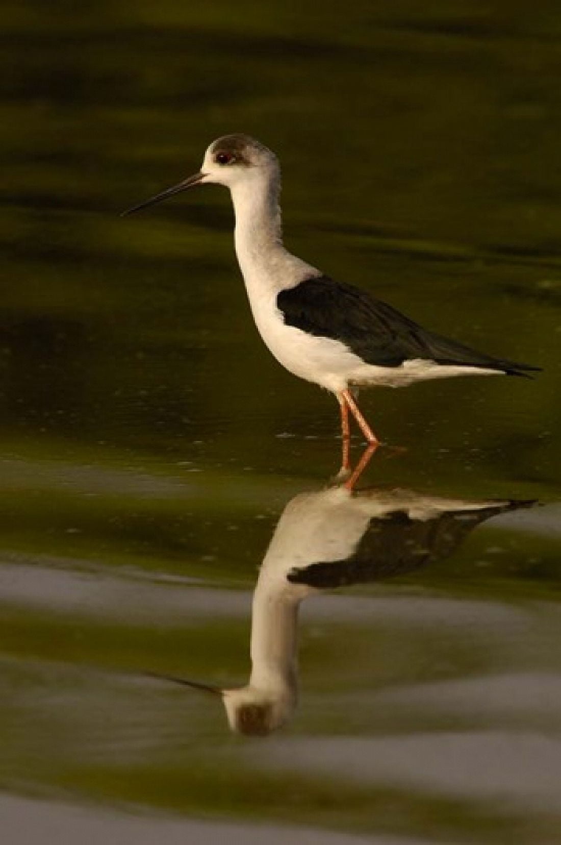 Black-winged stilt bird INDIA Canvas Art - Pete Oxford DanitaDelimont (19 x 29)