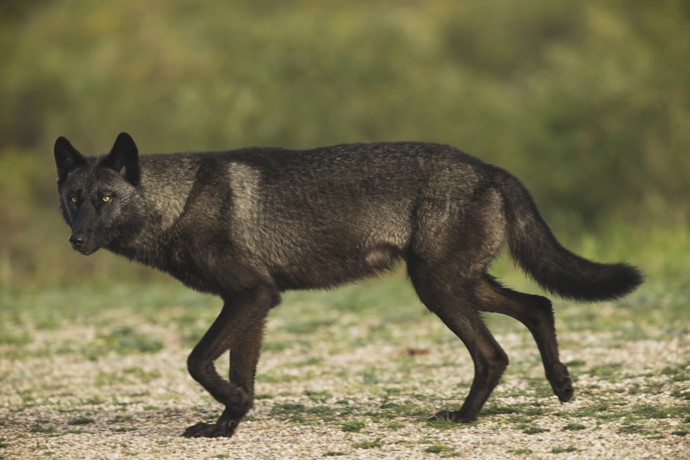 Black wolf (Canis lupus) along the coast of Hudson Bay Manitoba Canada Canvas Art - Robert Postma Design Pics (19 x 12)