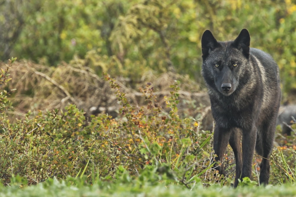 Black wolf (Canis lupus) along the coast of Hudson Bay Manitoba Canada Canvas Art - Robert Postma Design Pics (19 x 12)