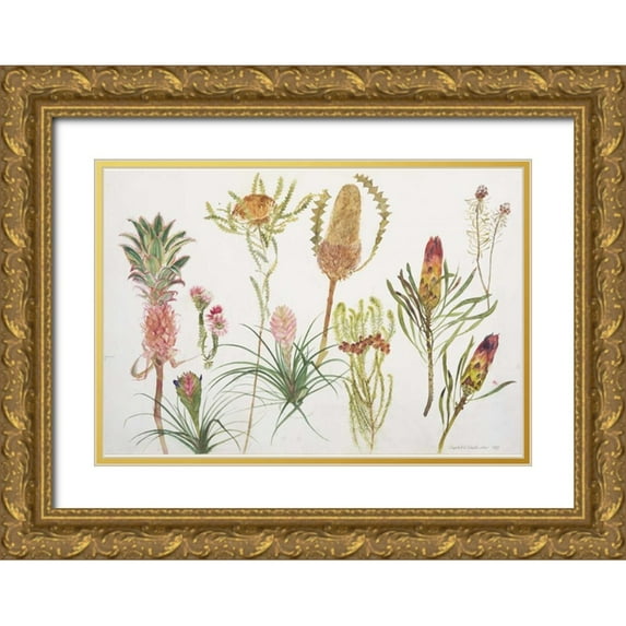 Blackadder, Elizabeth 18x14 Gold Ornate Wood Framed with Double Matting Museum Art Print Titled - Banksia, Tillandsia, Proteus and Pineapple
