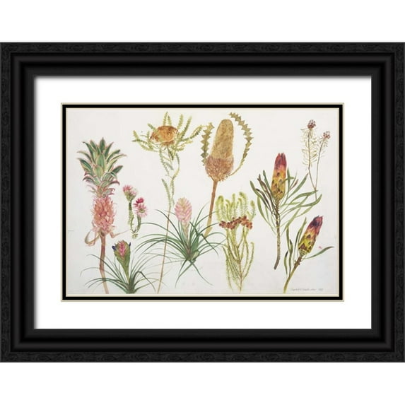 Blackadder, Elizabeth 24x18 Black Ornate Wood Framed with Double Matting Museum Art Print Titled - Banksia, Tillandsia, Proteus and Pineapple