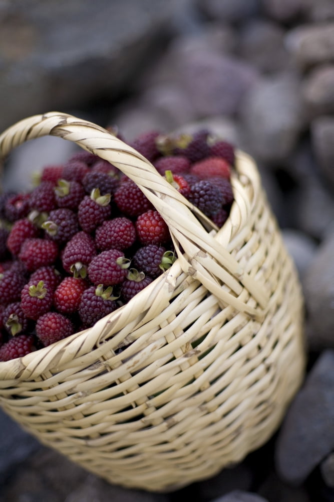 Blackberries In A Basket Canvas Art - David DuChemin Design Pics (24 x 38)