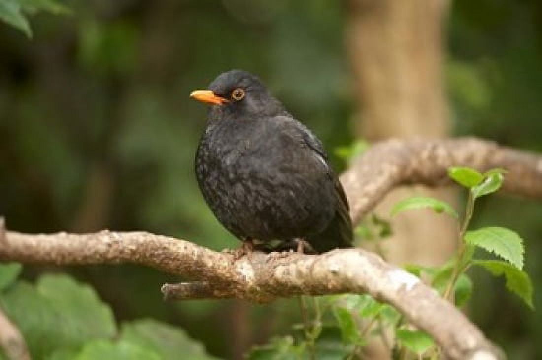 Blackbird Karori Wildlife North Island New Zealand Canvas Art - David Wall DanitaDelimont (34 x 23)