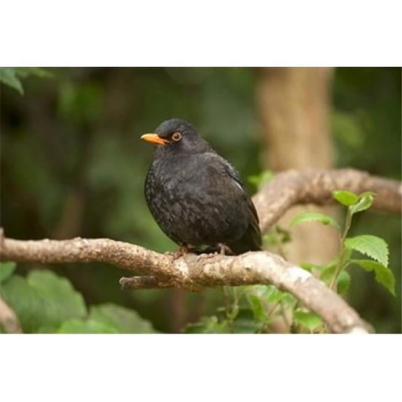 Blackbird Karori Wildlife North Island New Zealand Poster Print by David Wall - 34 x 23 in.