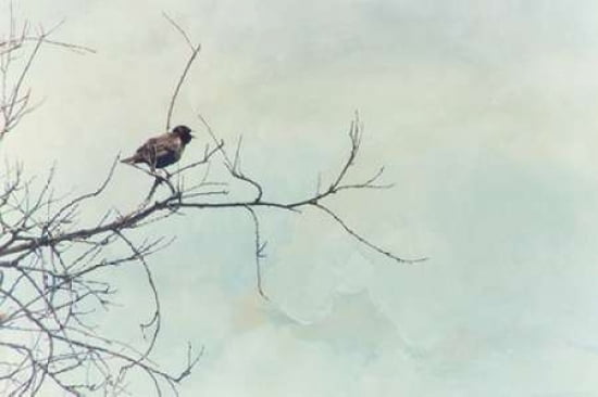 Blackbird Singing Canvas Art - Roberta Murray (12 x 18)