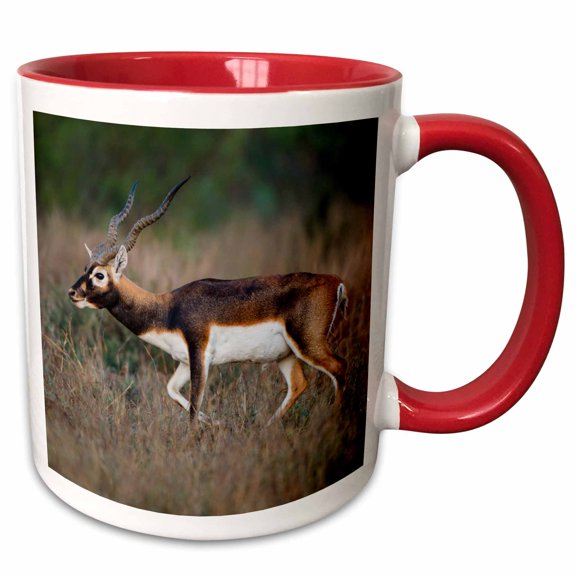3drose, Blackbuck, Antelope Cervicapra Exotic Animal in Texas Habitat, 11oz Two-tone Red Mug