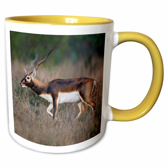 3drose, Blackbuck, Antelope Cervicapra Exotic Animal in Texas Habitat, 11oz Two-tone Yellow Mug