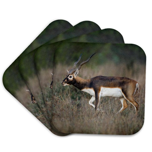 3drose, Blackbuck, Antelope Cervicapra Exotic Animal in Texas Habitat, Set of 4 Coasters - Soft