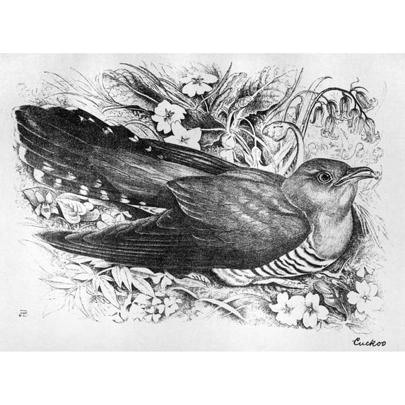 Blackburn Birds 1895. N'Cuckoo.' Illustration By Jemima Blackburn 1895. Poster Print by (18 x 24)