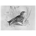thumbnail image 1 of Blackburn Birds 1895. N'The Skylark.' Illustration By Jemima Blackburn 1895. Poster Print by, 1 of 3