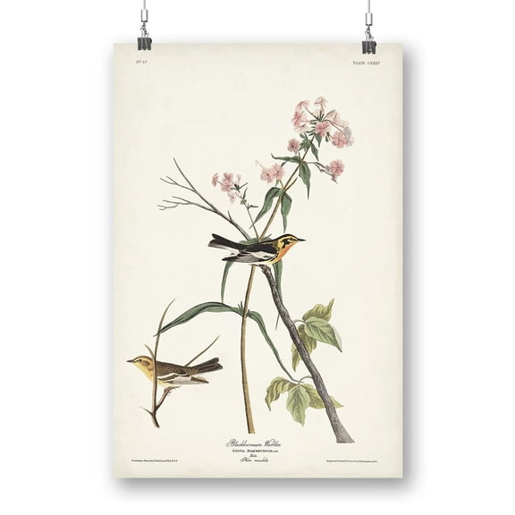 Blackburnian Warbler Poster - John James Audubon Designs,