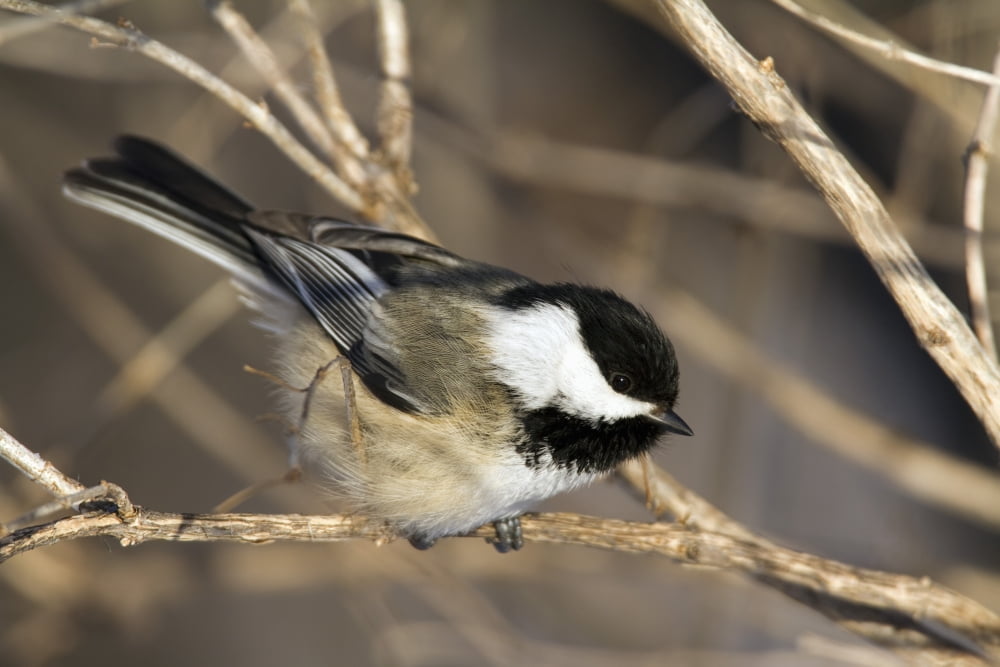 Blackcapped Chickadee Perched In A Tree Poecille Atricapillus Montreal Botanical Garden Province Of Quebec Canada Canvas Art - Philippe Henry Design Pics (17 x 11)