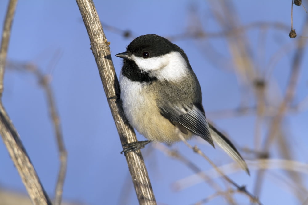 Blackcapped Chickadee Perched In A Tree Poecille Atricapillus Montreal Botanical Garden Province Of Quebec Canada Canvas Art - Philippe Henry Design Pics (17 x 11)