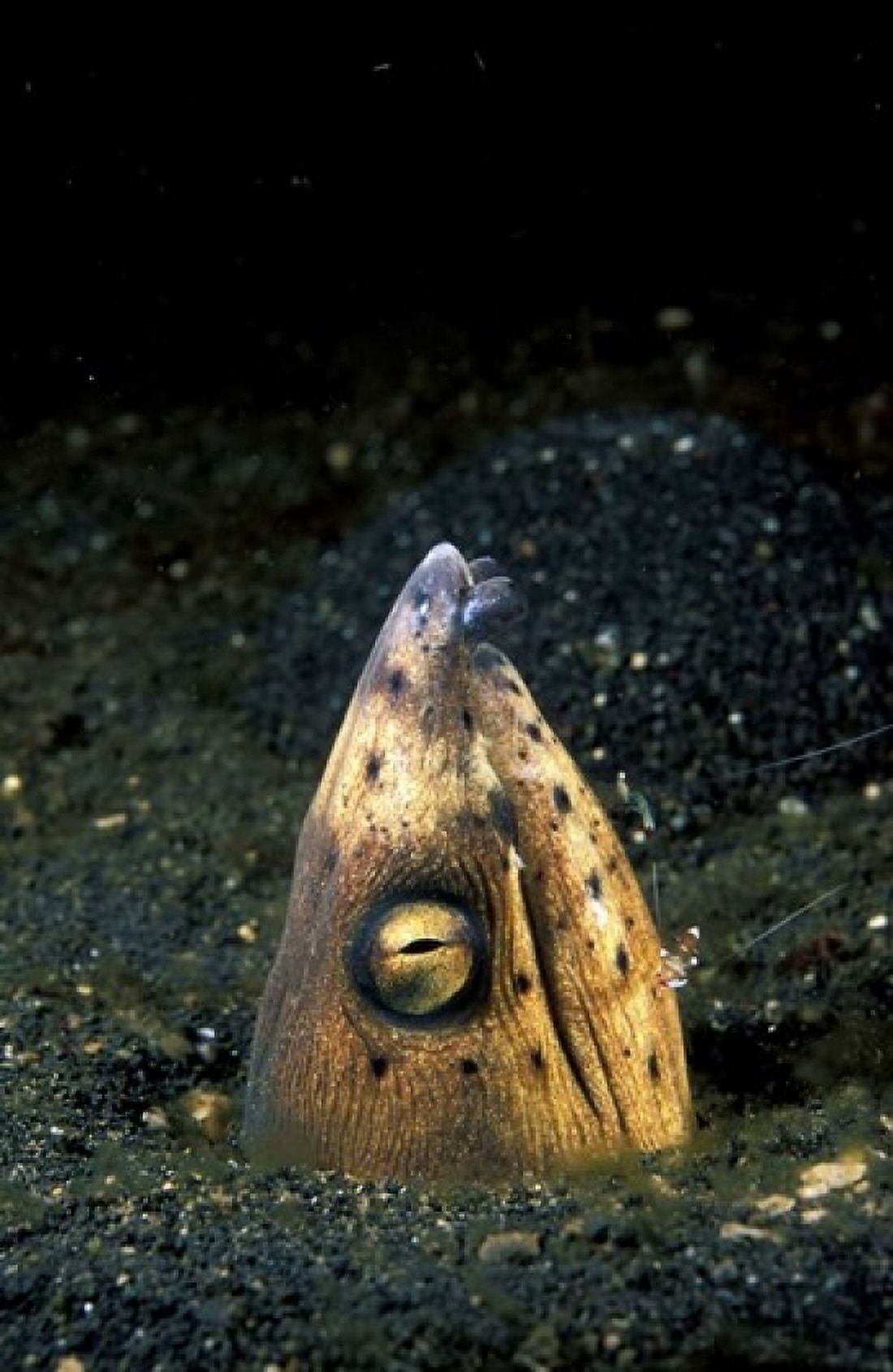 Blackfin Snake Eel with cleaner shrimp North Sulawesi Indonesia Canvas Art - Michele Westmorland DanitaDelimont (24 x 36)