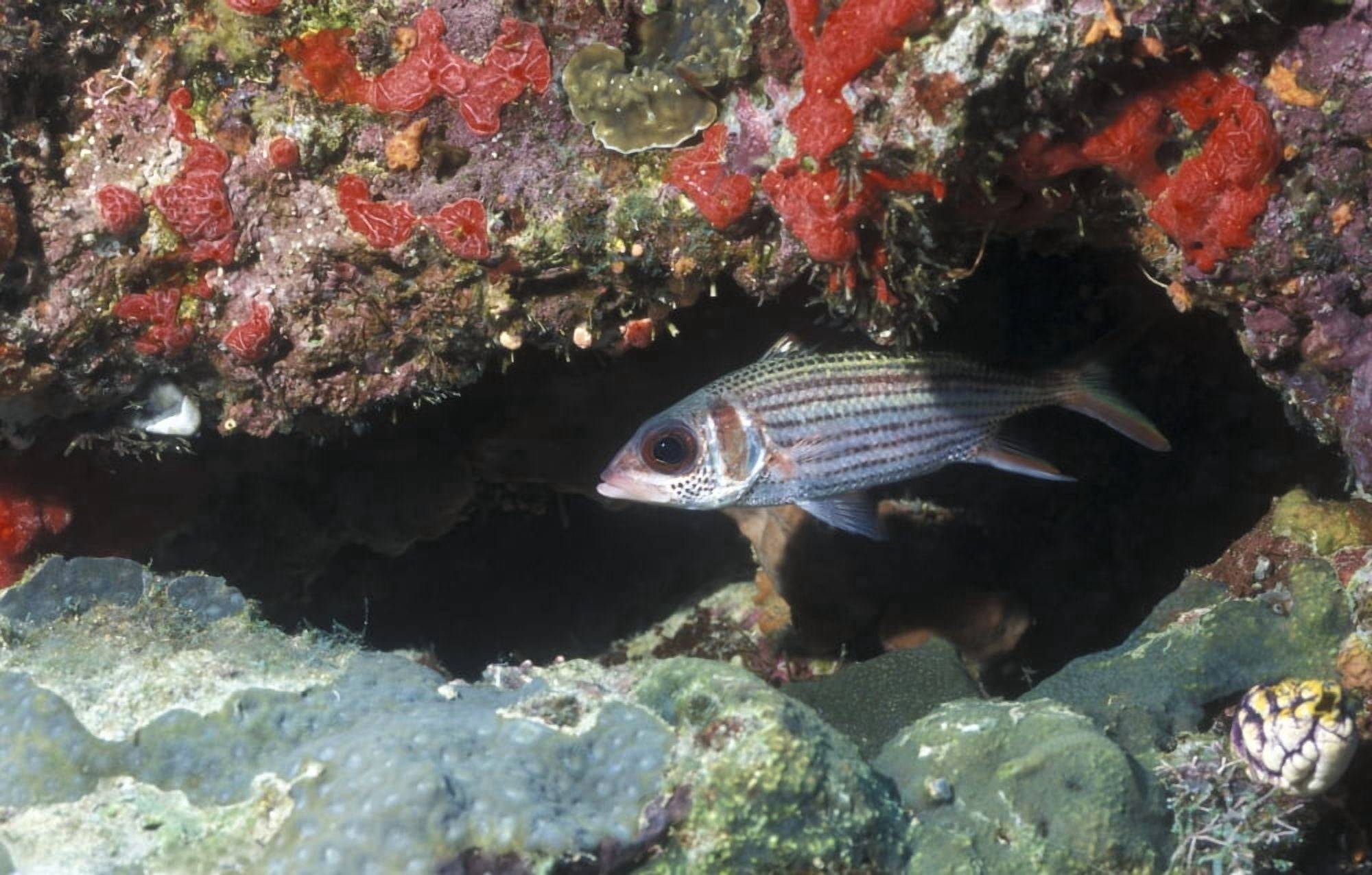Blackfin squirrelfish swimming out from under a reef ledge Papua New Guinea Canvas Art - Michael WoodStocktrek Images (35 x 22)