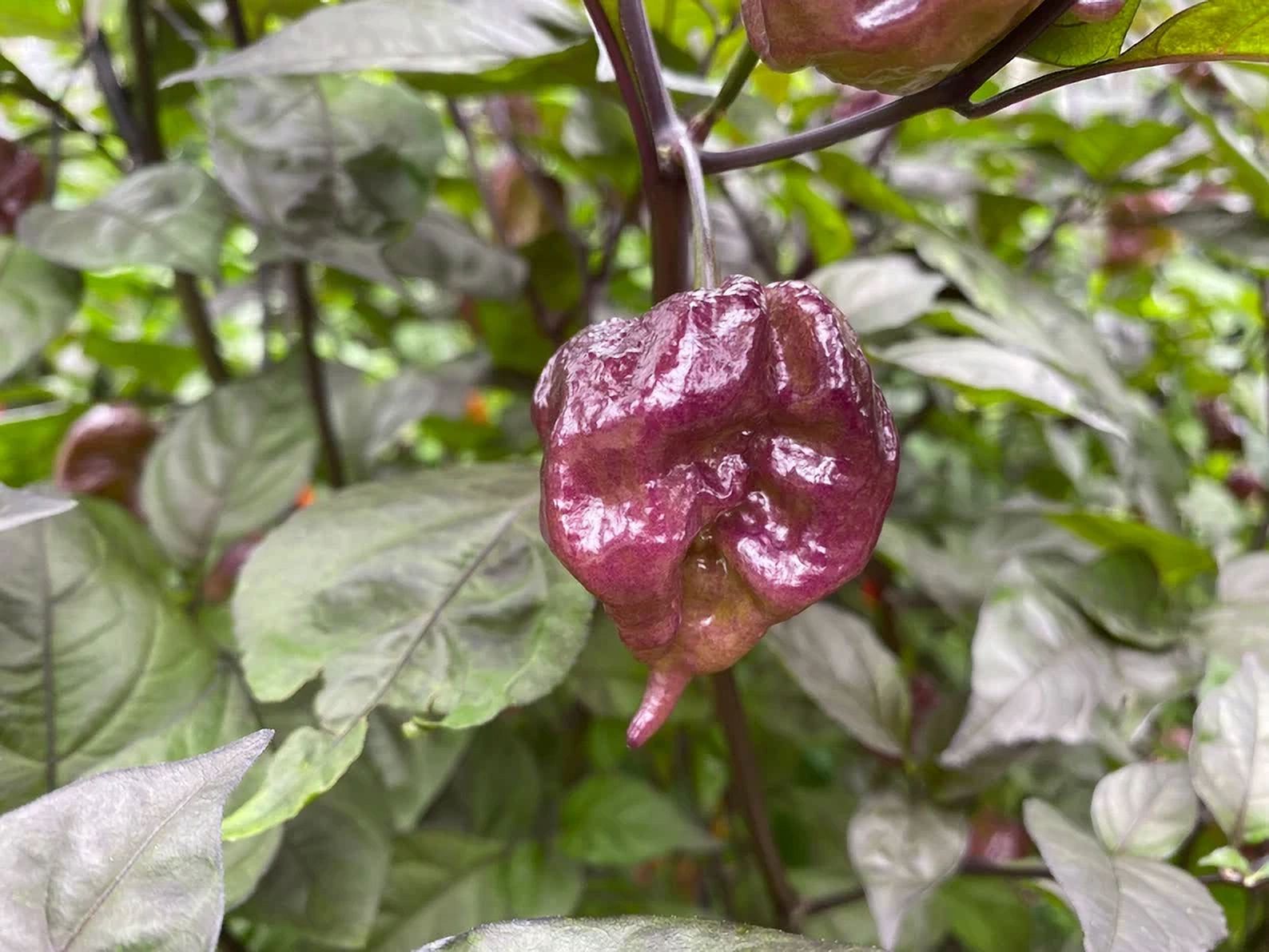 15 Yellow Trinidad Moruga Scorpion Pepper Seeds – Super Hot, Annual, USA Grown
