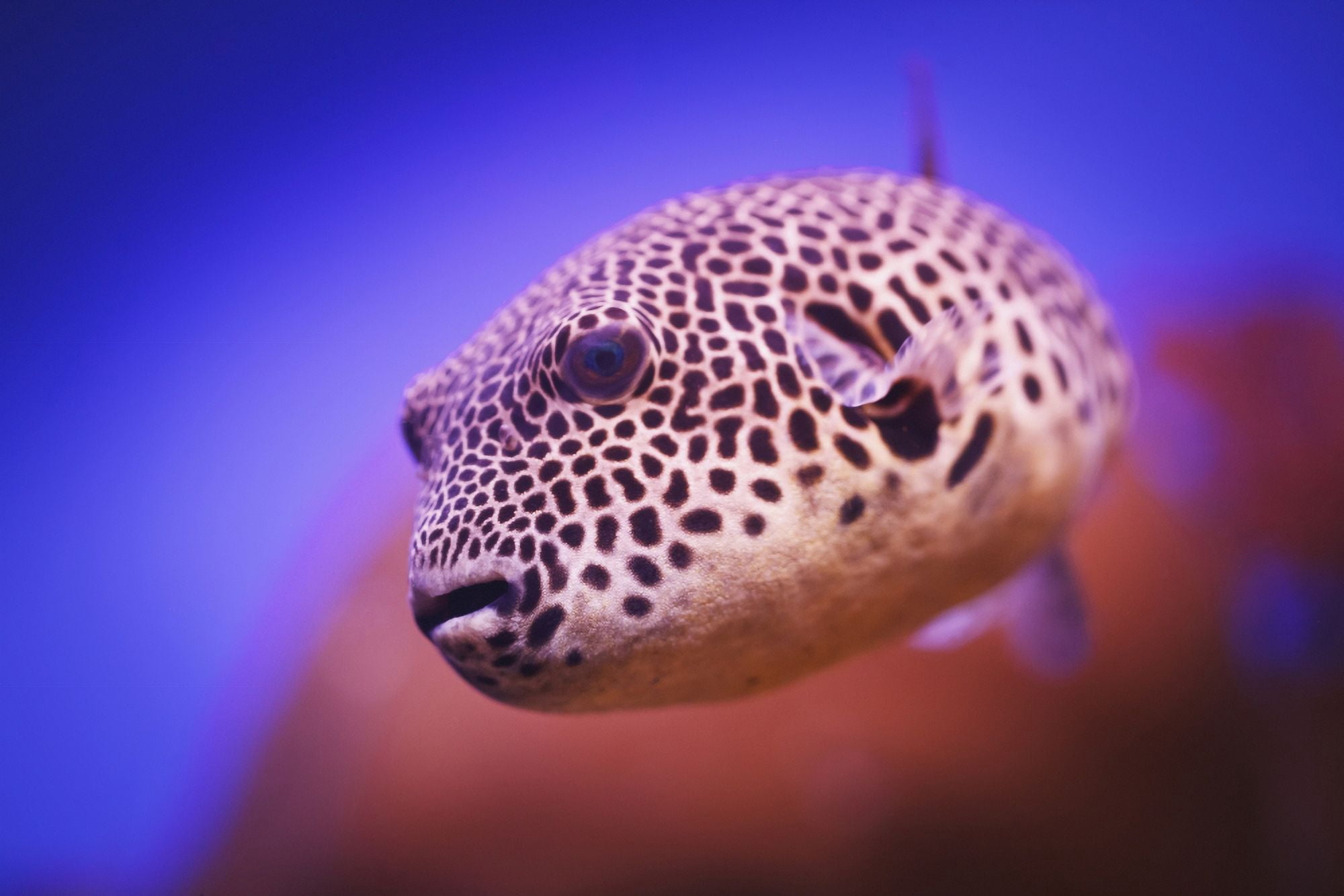 Blackspotted puffer (arothron nigropunctatus)Israel Canvas Art - Reynold Mainse Design Pics (38 x 24)