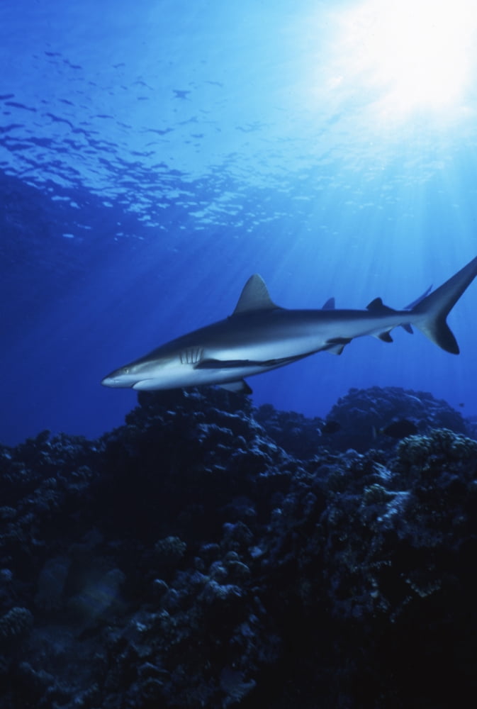 Blacktip Shark Manihi French Polynesia Canvas Art - Beverly FactorStocktrek Images (12 x 17)