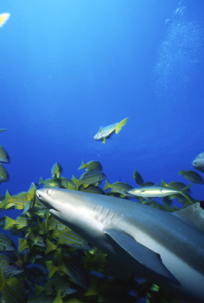 Blacktip Shark Moorea French Polynesia Canvas Art - Beverly FactorStocktrek Images (12 x 17)
