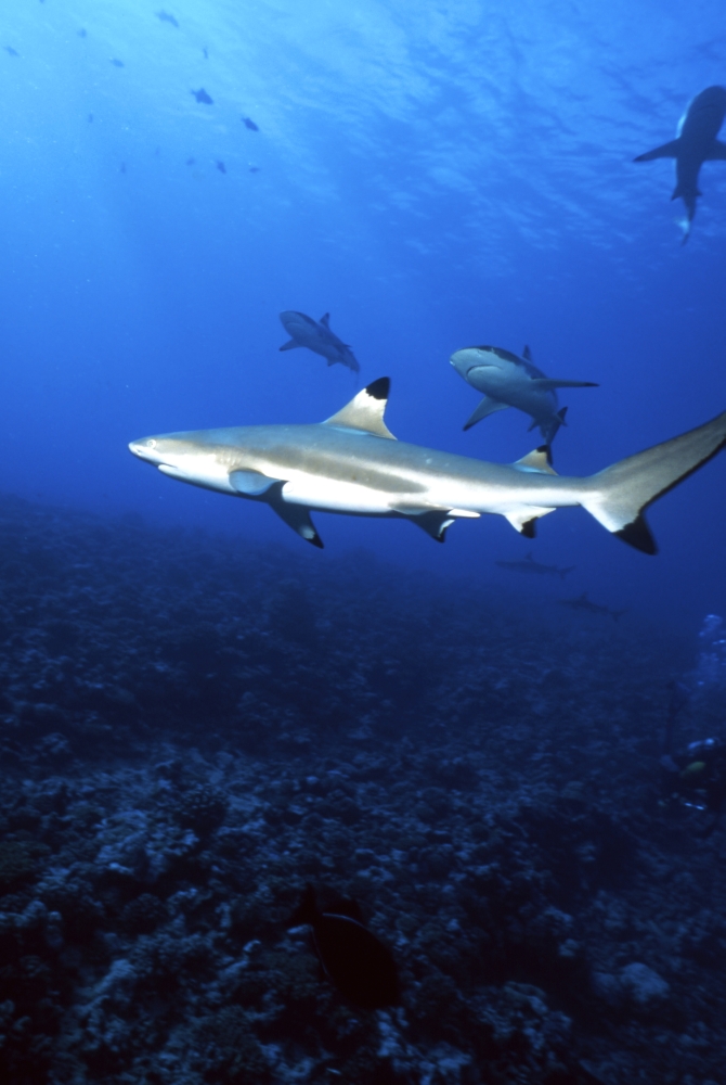 Blacktip Shark Moorea French Polynesia Canvas Art - Beverly FactorStocktrek Images (23 x 34)