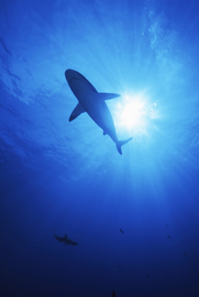 Blacktip Shark Moorea French Polynesia Canvas Art - Beverly FactorStocktrek Images (23 x 34)