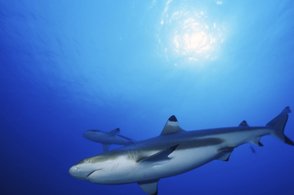 Blacktip Sharks Moorea French Polynesia Canvas Art - Beverly FactorStocktrek Images (17 x 12)