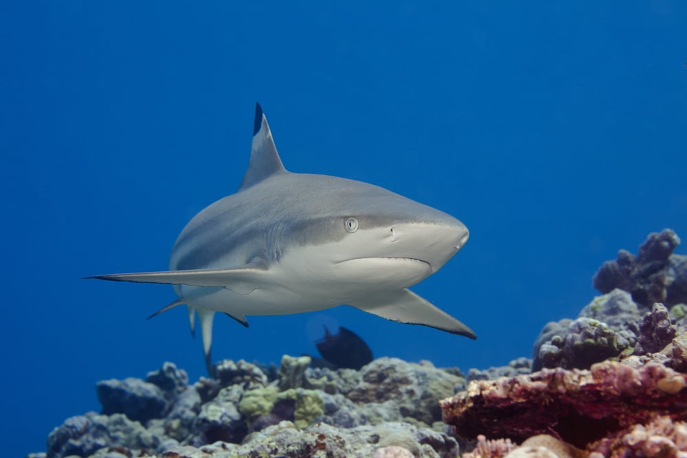 Blacktip reef shark (Carcharhinus melanopterus) Yap Micronesia Canvas Art - Dave Fleetham Design Pics (19 x 12)