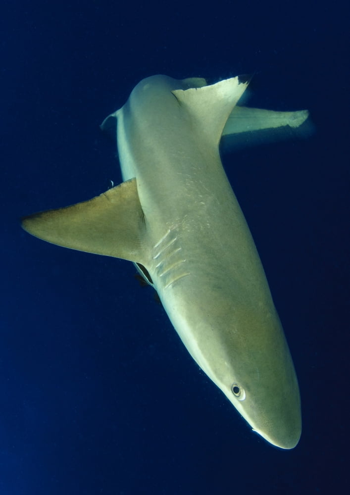 Blacktip reef shark in motion Solomon Islands Canvas Art - Steve JonesStocktrek Images (24 x 34)