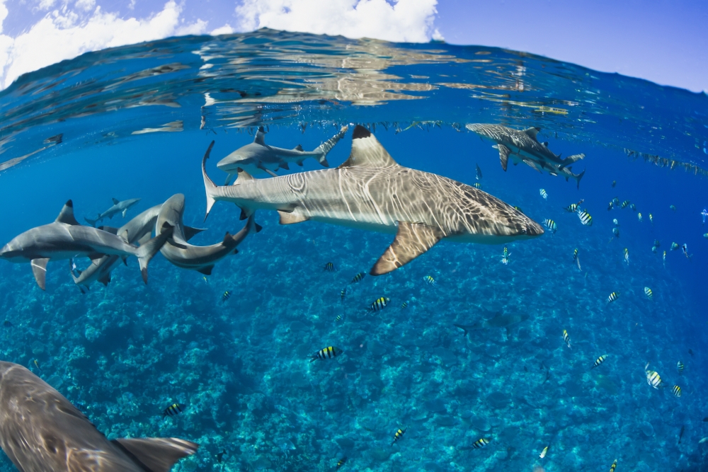 Blacktip reef sharks (Carcharhinus melanopterus) Yap Micronesia Canvas Art - Dave Fleetham Design Pics (19 x 12)