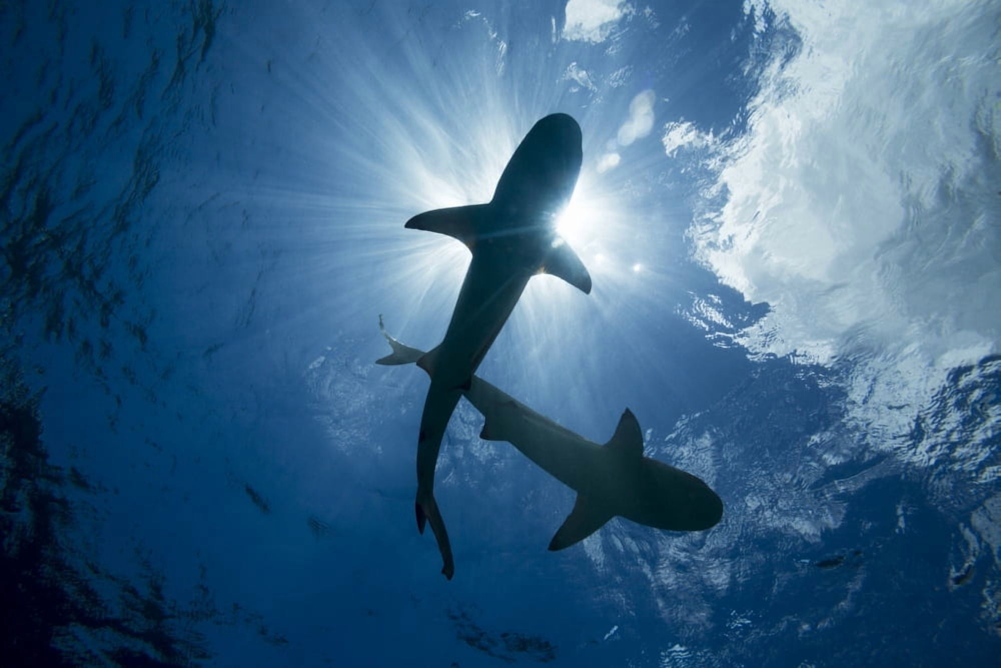 Blacktip reef sharks (Carcharhinus melanopterus) Yap Micronesia Canvas Art - Dave Fleetham Design Pics (38 x 24)