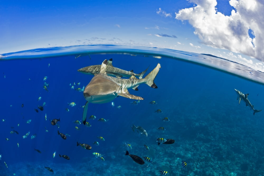 Blacktip reef sharks (Carcharhinus melanopterus) just below the surface off the island of Yap Yap Micronesia Canvas Art - Dave Fleetham Design Pics (19 x 12)