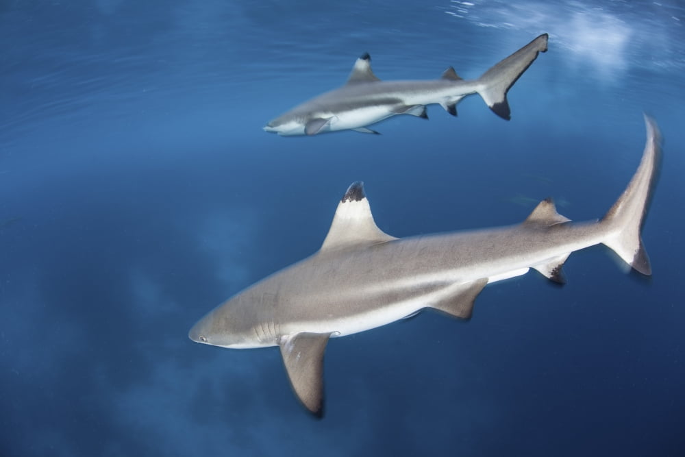 Blacktip reef sharks swim just under the surface in the Solomon Islands Canvas Art - Ethan DanielsStocktrek Images (17 x 12)