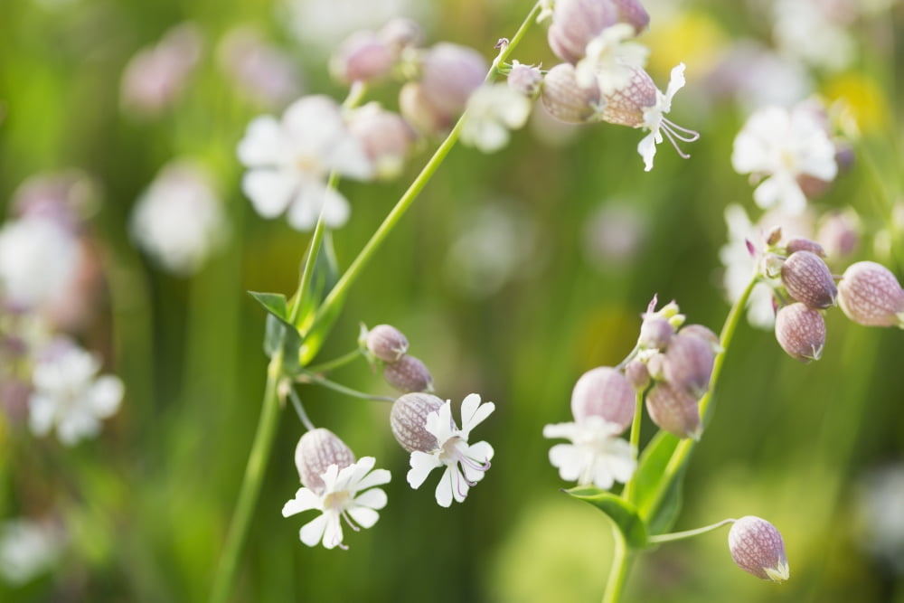 Bladder campion (Silene vulgaris) Black Forest Germany Canvas Art - Carl Bruemmer Design Pics (38 x 24)