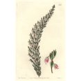 thumbnail image 1 of Bladdery Stachys, Stachys Inflata Poster Print By ® Florilegius Mary Evans (18 X 24), 1 of 4