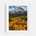 thumbnail image 1 of Blame It On the Tetons - Wyoming Photography Mountain Flowers Scenic Nature Landscape Wilderness Summer White Framed Wall Art Print 9 x 12 inches, 1 of 1