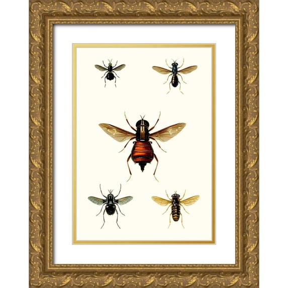 Blanchard 14x18 Gold Ornate Wood Framed with Double Matting Museum Art Print Titled - Entomology Series III