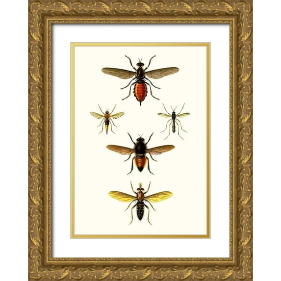 Blanchard 14x18 Gold Ornate Wood Framed with Double Matting Museum Art Print Titled - Entomology Series IX