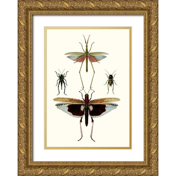 Blanchard 14x18 Gold Ornate Wood Framed with Double Matting Museum Art Print Titled - Entomology Series VI