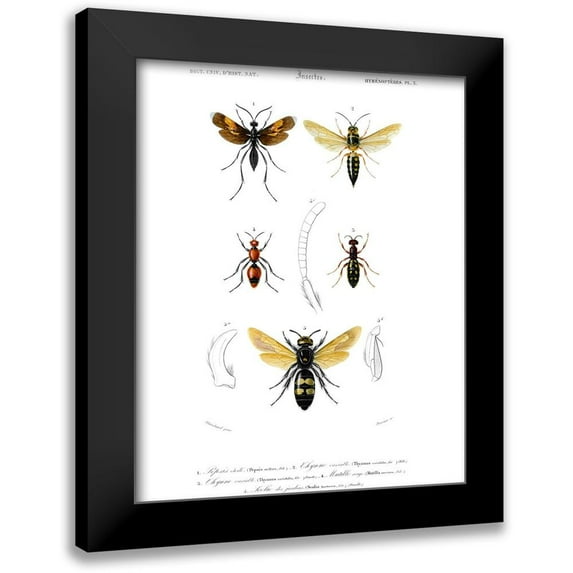 Blanchard 15x18 Black Modern Framed Museum Art Print Titled - Antique Bees I