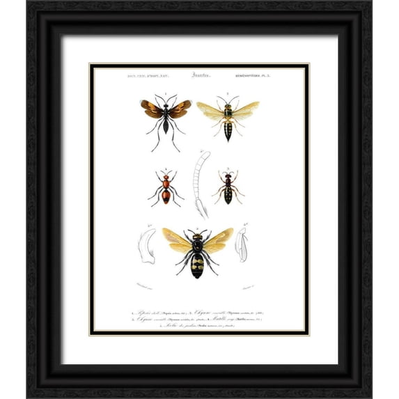 Blanchard 15x18 Black Ornate Wood Framed with Double Matting Museum Art Print Titled - Antique Bees I