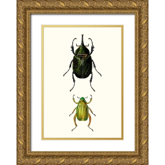 Blanchard 18x24 Gold Ornate Wood Framed with Double Matting Museum Art Print Titled - Entomology Series IV