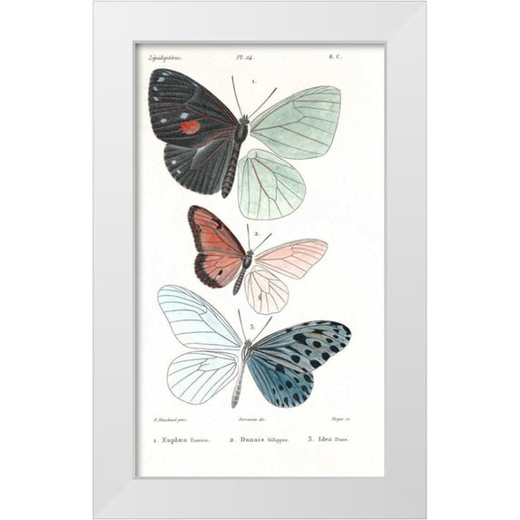 Blanchard, Emile 12x18 White Modern Wood Framed Museum Art Print Titled - Butterflies, Plate 24