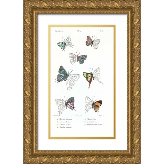 Blanchard, Emile 20x32 Gold Ornate Wood Framed with Double Matting Museum Art Print Titled - Buterflies, Plate 22