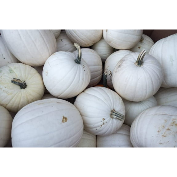 Blanco White Pumpkin Seeds for Planting -| 10 Rare Seeds | Great for White Jack-O-Lantern