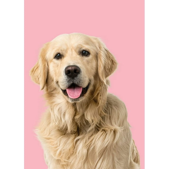 Blank Note Card Golden Retriever on pink background, 12 Cards and Envelopes in Gift Box