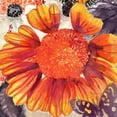 thumbnail image 1 of "Blanket Flower" Painting Print on Wrapped Canvas, 1 of 7
