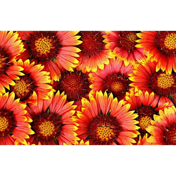 Blanket Flower Seeds - 50+ Seeds to Plant - Made in USA, Ships from Iowa. Very Good Butterfly Plant Blanketflower