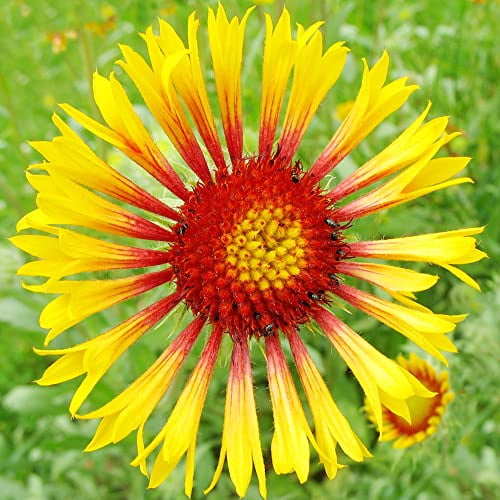 Blanket Flower Seeds Gaillardia Grandiflora 'Fanfare' Herbaceous